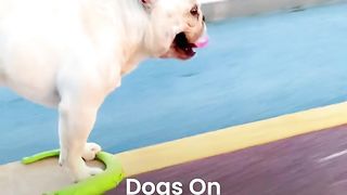 These Dogs On Skateboards Are So Cool