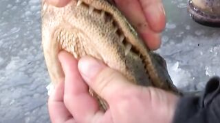 Frozen alligators should never be pulled out of the ice