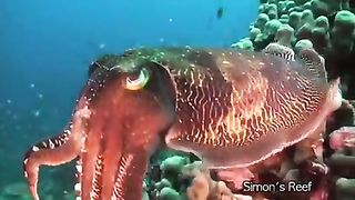 cuttlefish has three hearts|2023