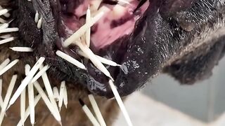Don’t Let Your Dogs Play With Porcupines