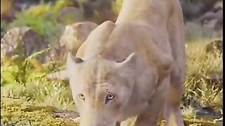 lion attitude status 13