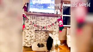 Funny animals 18