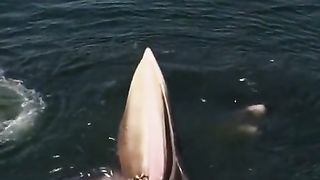 Whale trap feeding |2023