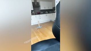 Приколы с кошками 4