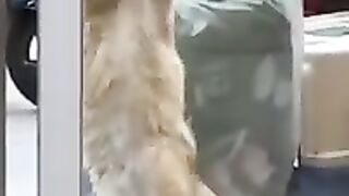 Смешные животные 18
