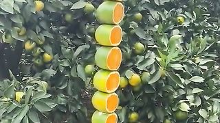 artist of fruit