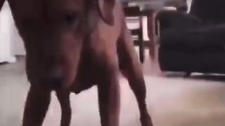 Dog dance Funny vidéo