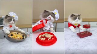 Cats make food 2023 -That Little Puff- Tiktok Compilation #15.