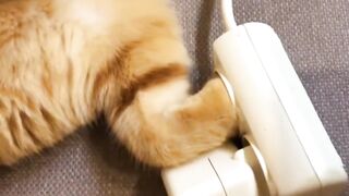 Cat ???????????????? 2