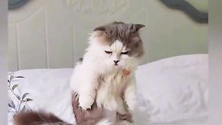 Cat of tiktok funny