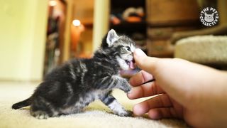 13 Funny Kittens Video Compilation 2016
