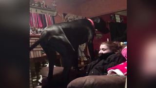 Big Dog Finds The Perfect Resting Spot