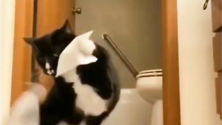 Cute Cats,Funny Cats,Funny Animals