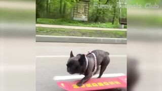 Funny Animals Video - Best Cats???? and Dogs????