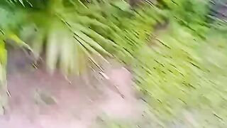 Açaí plantado