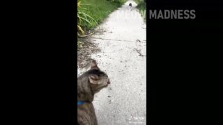 Cat Comedy Central