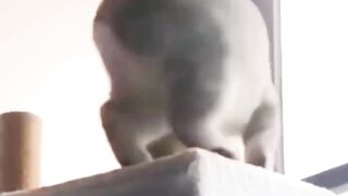 New Funny Videos 2023 ???? Cutest Cats and Dogs ???????? 2
