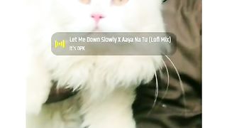 Cat lover.