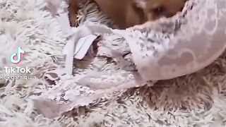 Not everything can be an cover???????? _jiembasands _tiktok _compilation (720p).