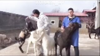 Not everything can be an album cover???????? _jiembasands _tiktok _compilation (720p). prikol 2