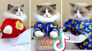 That Little Puff | Funniest Cat TikToks Compilation |(Laugh Out Loud)