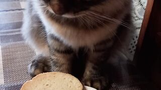 Как же его попробовать?