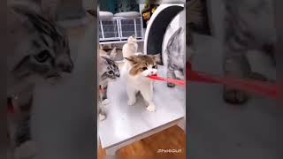 See the Most Naughty and Funny Cats of 2023! #cats #funny #shorts #2023