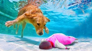 Smart Dogs Help People ???????? #1