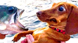Chats drôles et chiens | Animaux drôles 100