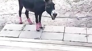 #animals #funny #funnyshorts #donkey
