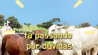 A vida  é linda