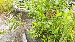 cantik bunga  teratai di  kolam mini
