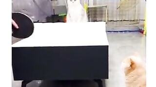 Cats playing sports and qcatching playing cards in.