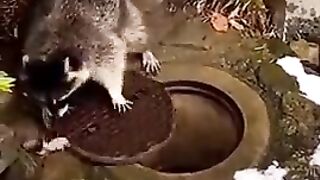 Racoon_s hidbing technique.
