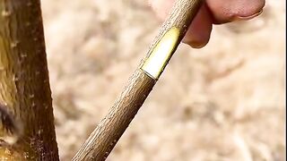 Easy method for plant grafting || plant bedding