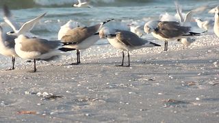 Sragulls