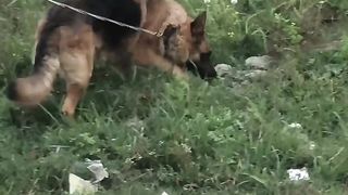 German shepherd 2