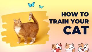 Funny cats Funny Amazing video