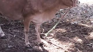 Pica In Animals 2