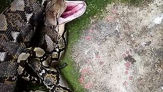 snakes eat humans