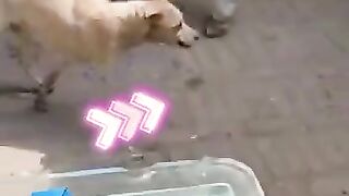 funny video 34