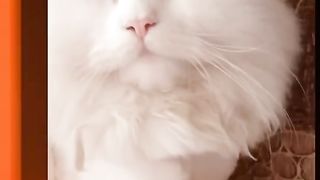 Cute cat 5