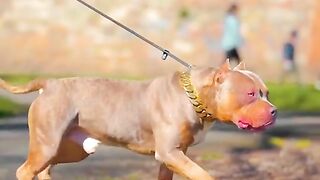 dog shorts