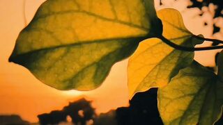 Beautiful sunset 2