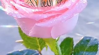 اللہ اللہ اللہ
