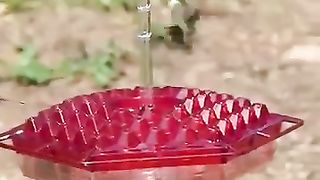 Birds feeding 2