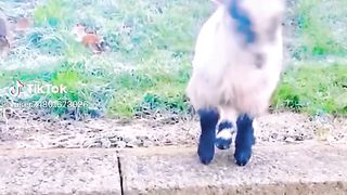 Goat Vs Cat
