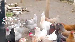 Hens. 2