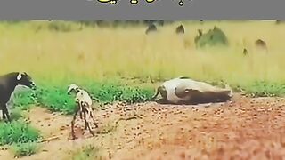 Animals hit other Animals die