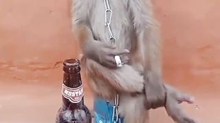 Funny animal video 2